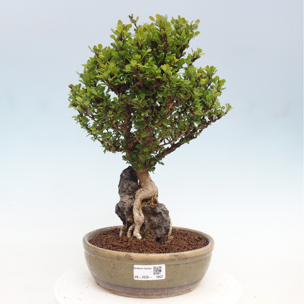 Outdoor bonsai - Berberis coreana