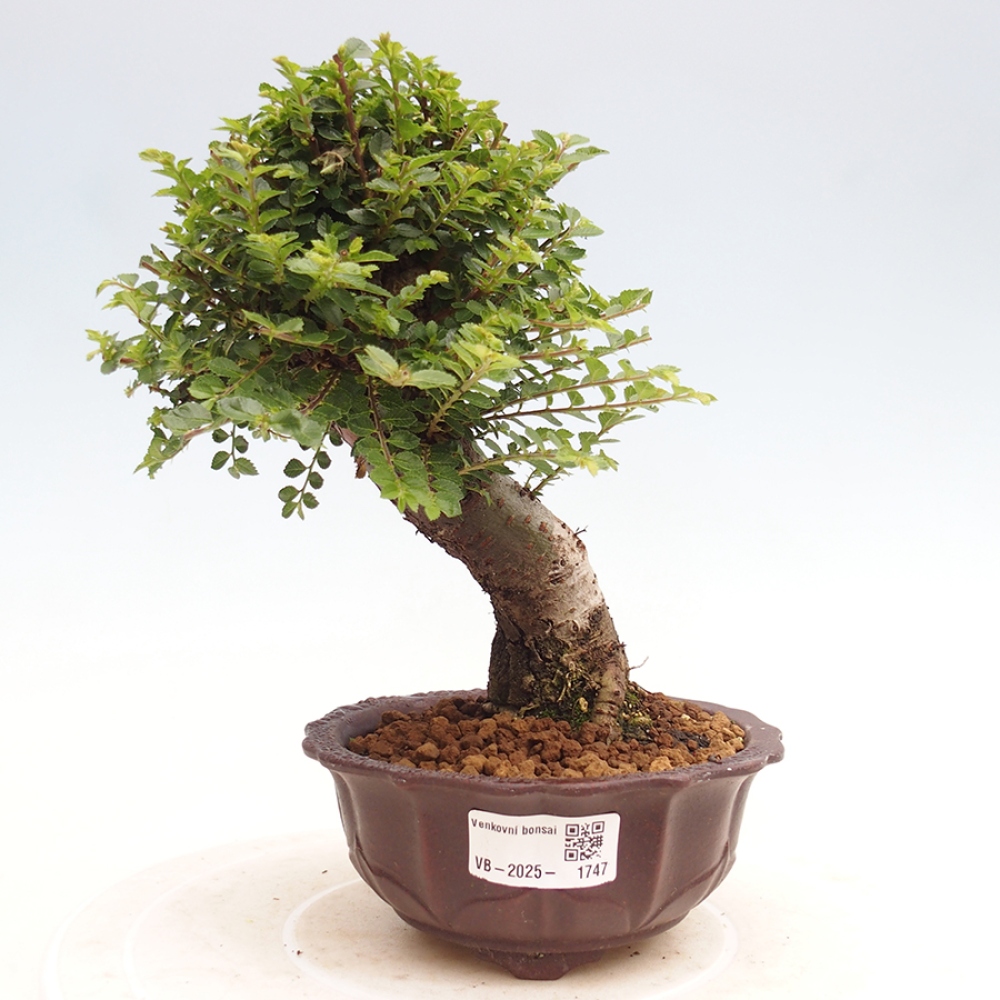 Outdoor bonsai - Ulmus parvifolia Hokkaido - Chinese elm