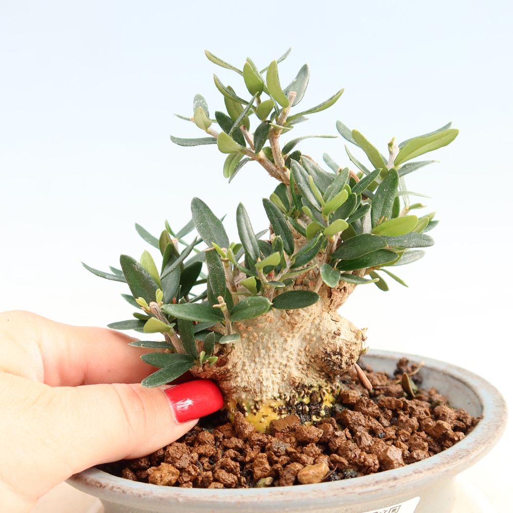Indoor bonsai - Olea europaea sylvestris