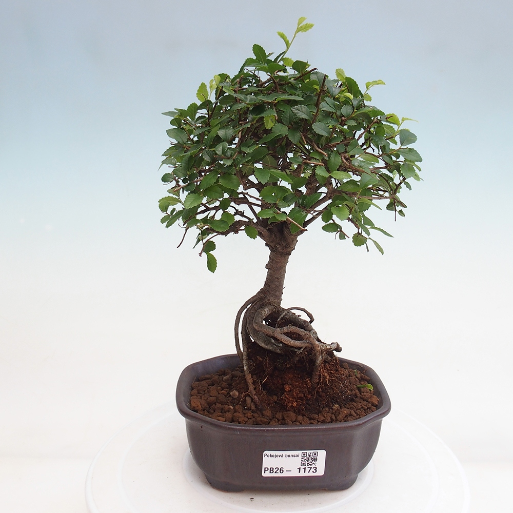 Room bonsai - Ulmus parvifolia - Small-leaved elm