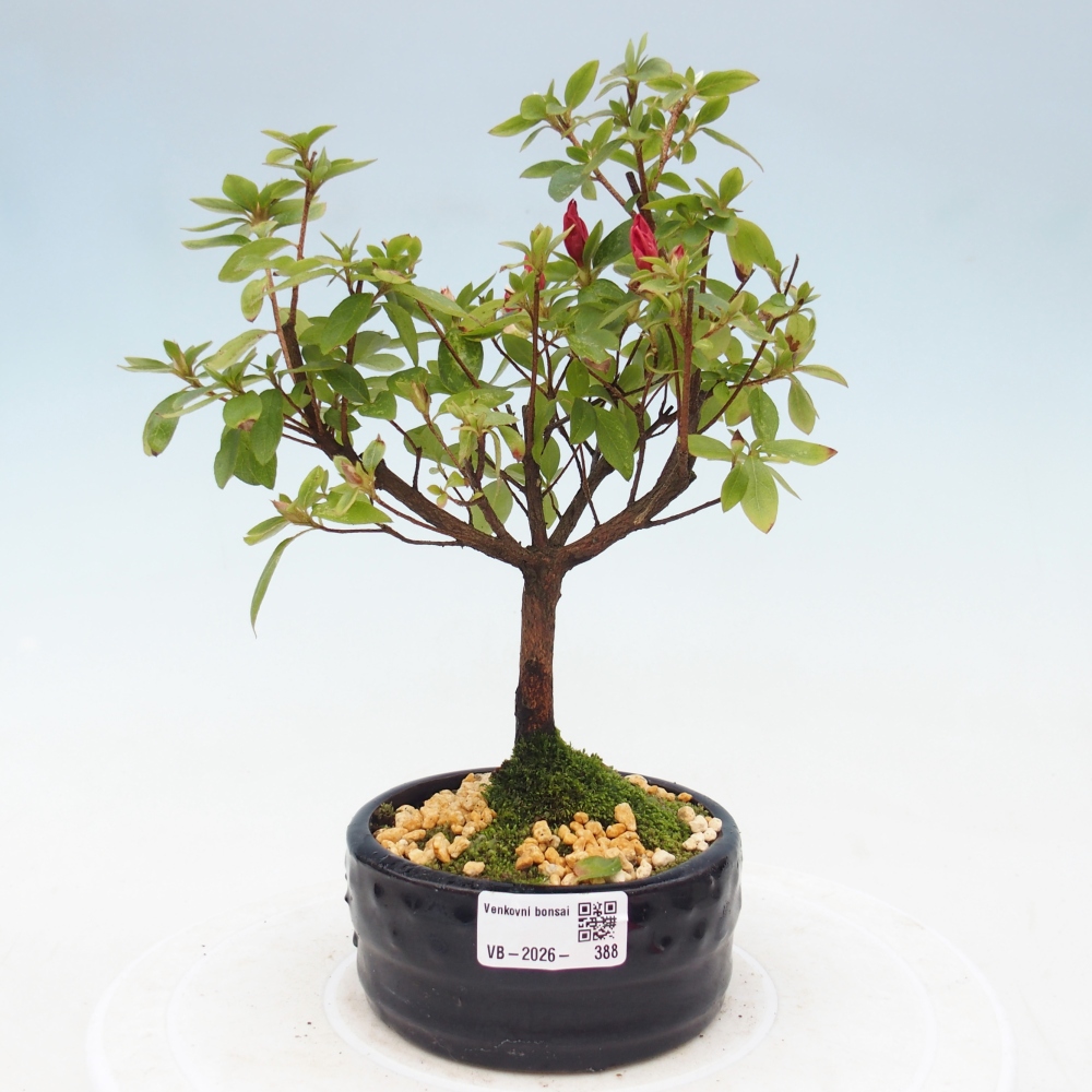 Outdoor bonsai - Japanese azalea - Azalea sp.