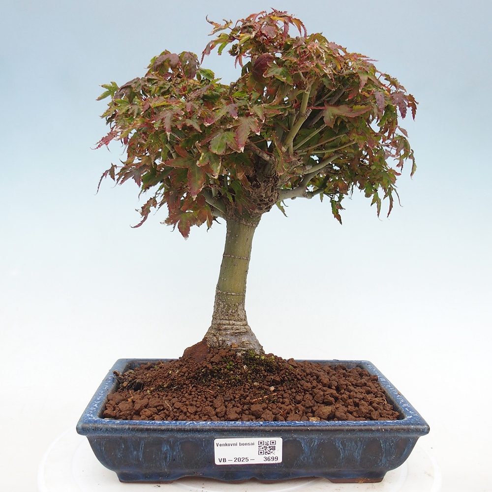 Acer palmatum KIOHIME - Palmetto maple
