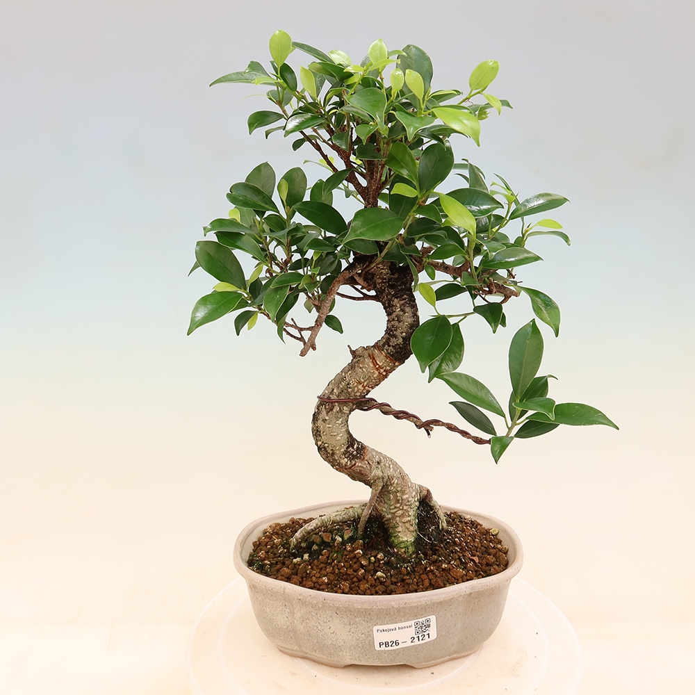 Room bonsai - Ficus retusa - small-leaved ficus