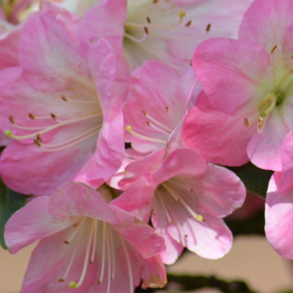 Outdoor bonsai - Japanese Azalea - Azalea Kinsho