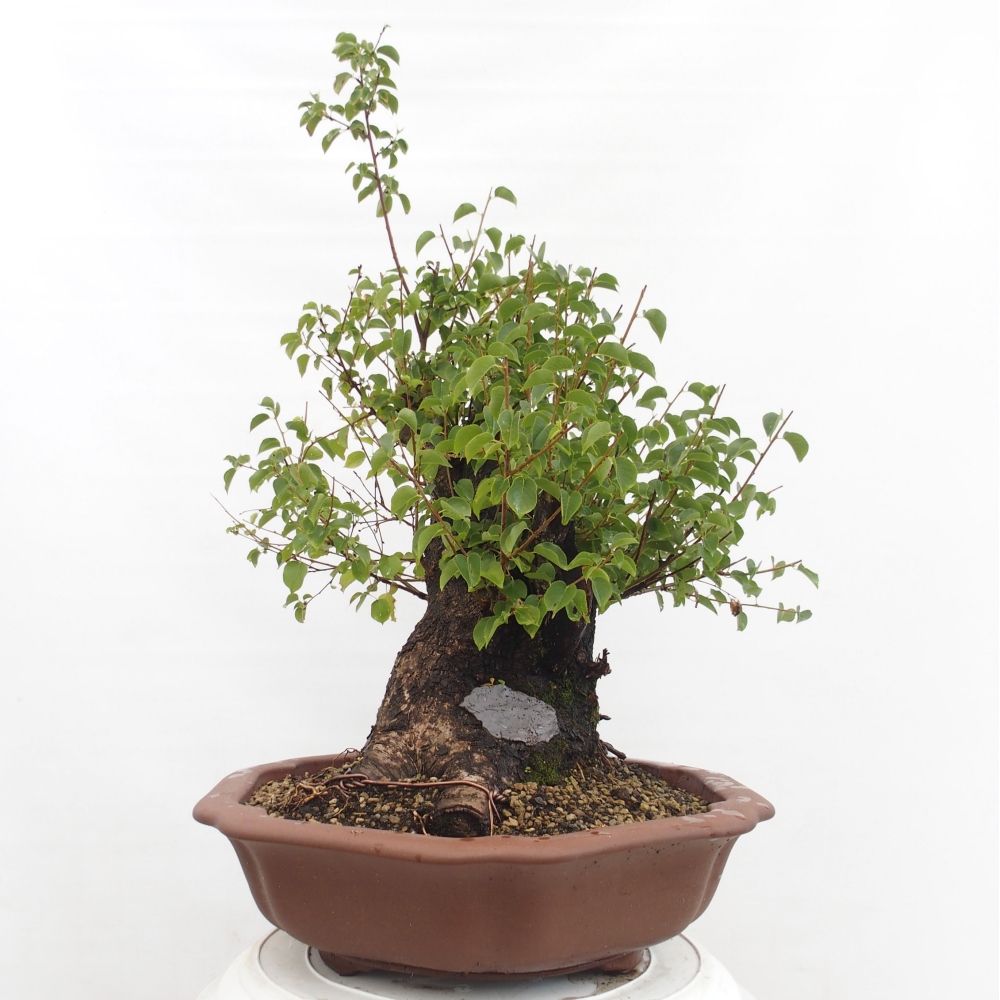 Outdoor bonsai - Mahalebka - Prunus mahaleb