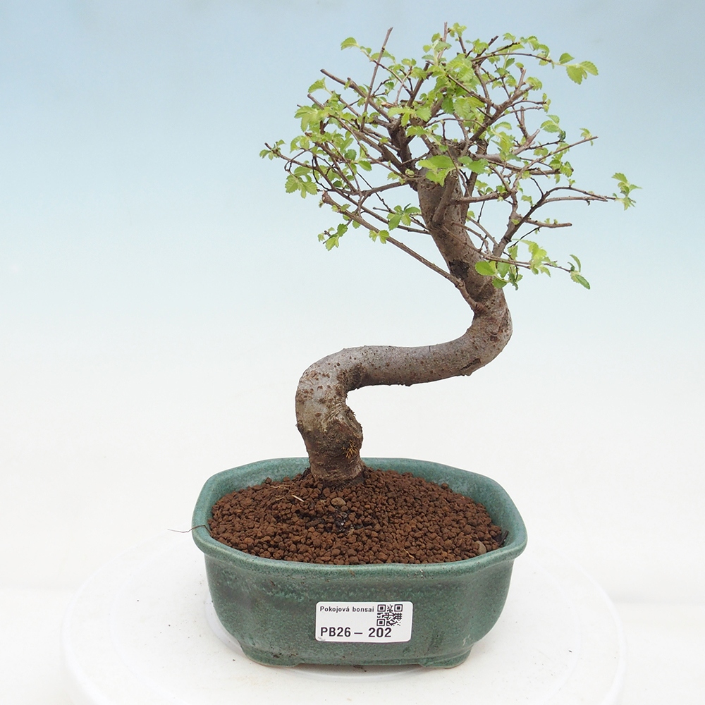 Room bonsai - Ulmus parvifolia - Small-leaved elm