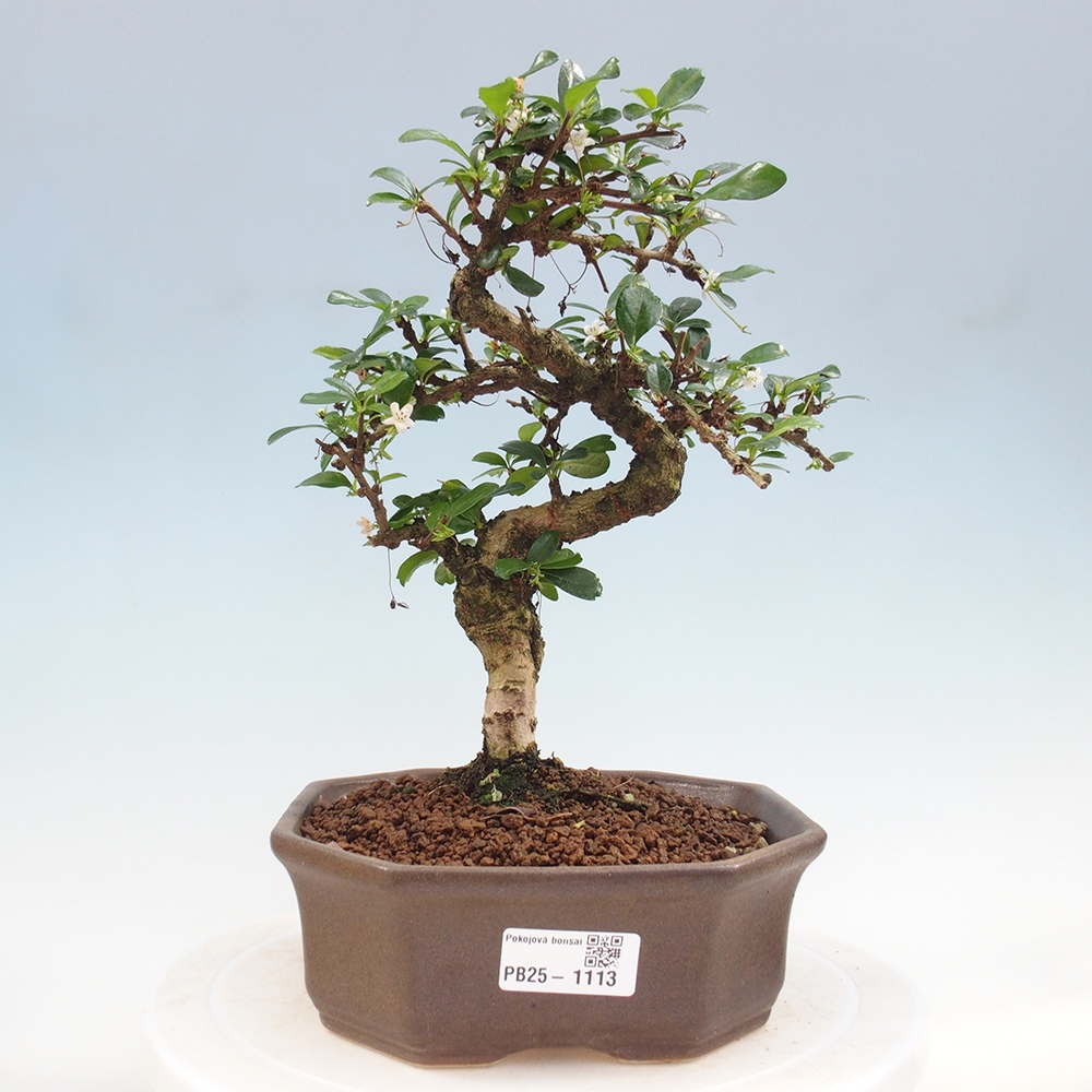 Room bonsai - Carmona macrophylla - Tea fuki