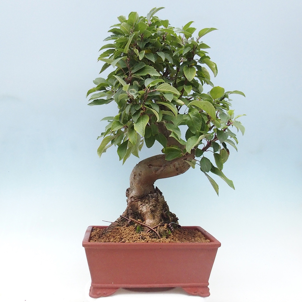 Outdoor bonsai - Malus halliana - Small-fruited apple tree