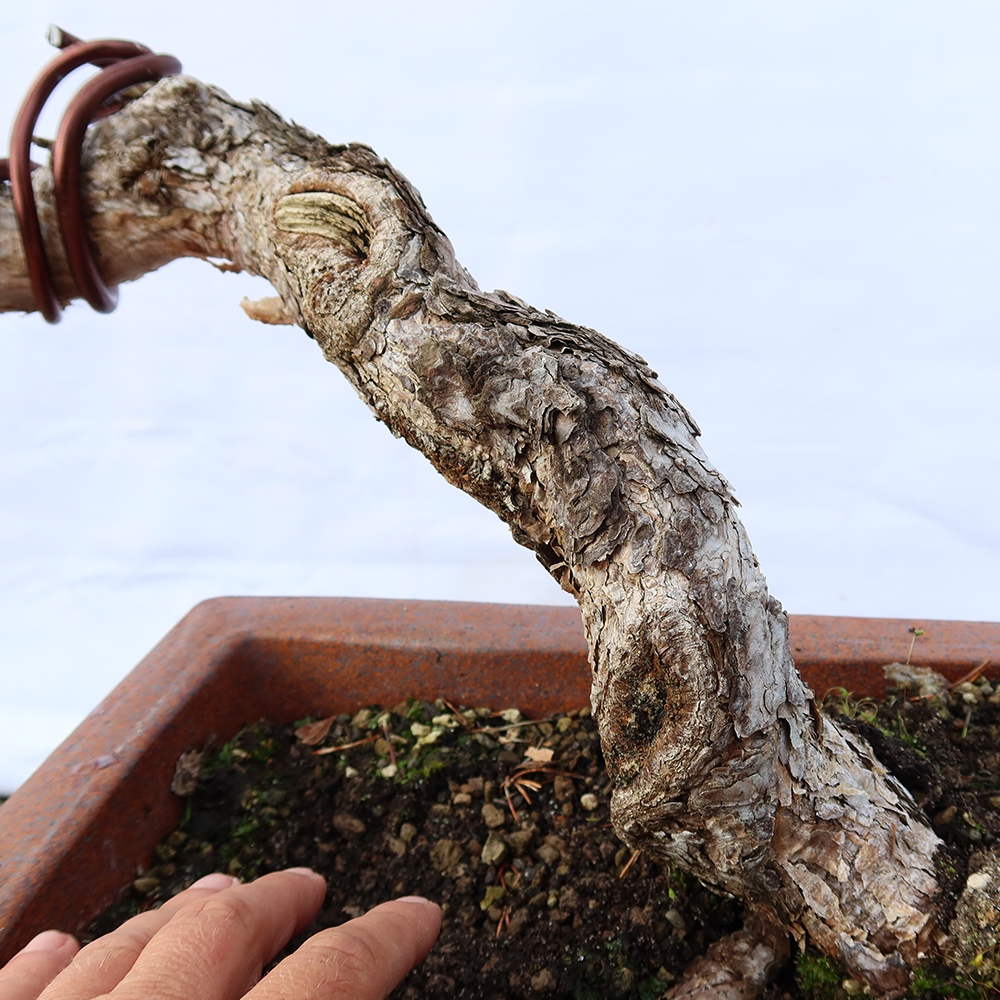 Pinus sylvestris Spain - Scots pine