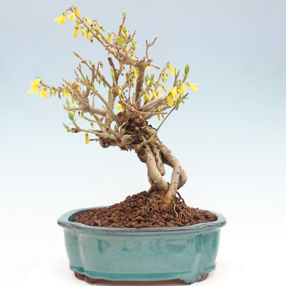 Outdoor bonsai - Zlatice - Forsythia koreana