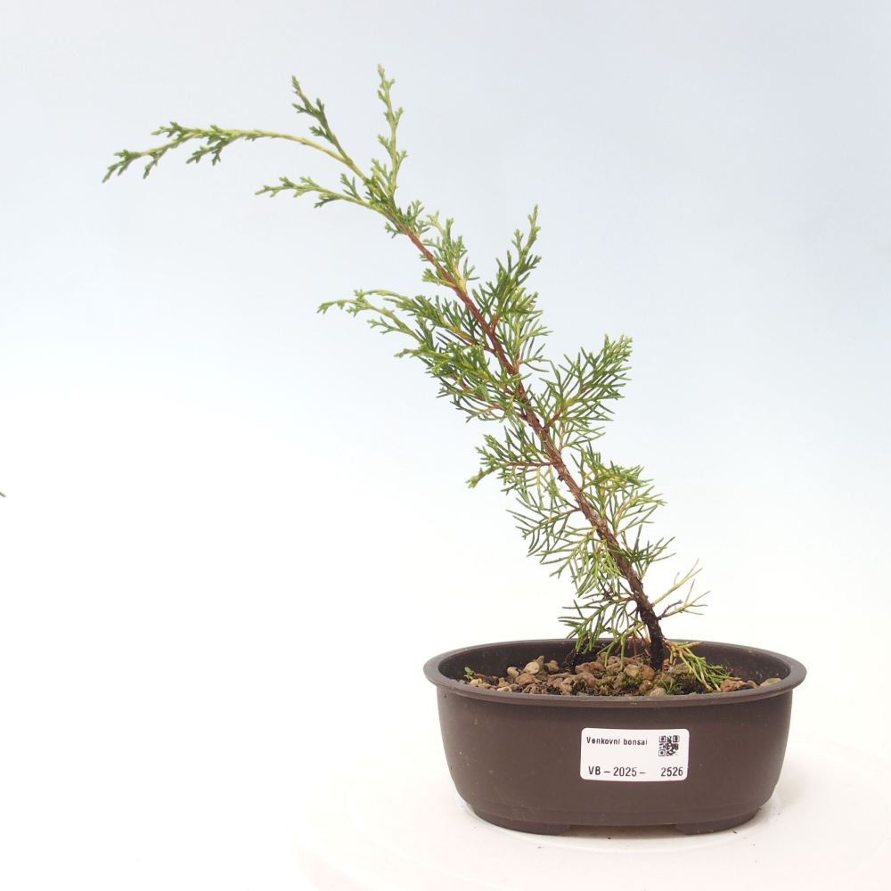 Outdoor bonsai - Juniperus chinensis Itoigawa - Chinese juniper