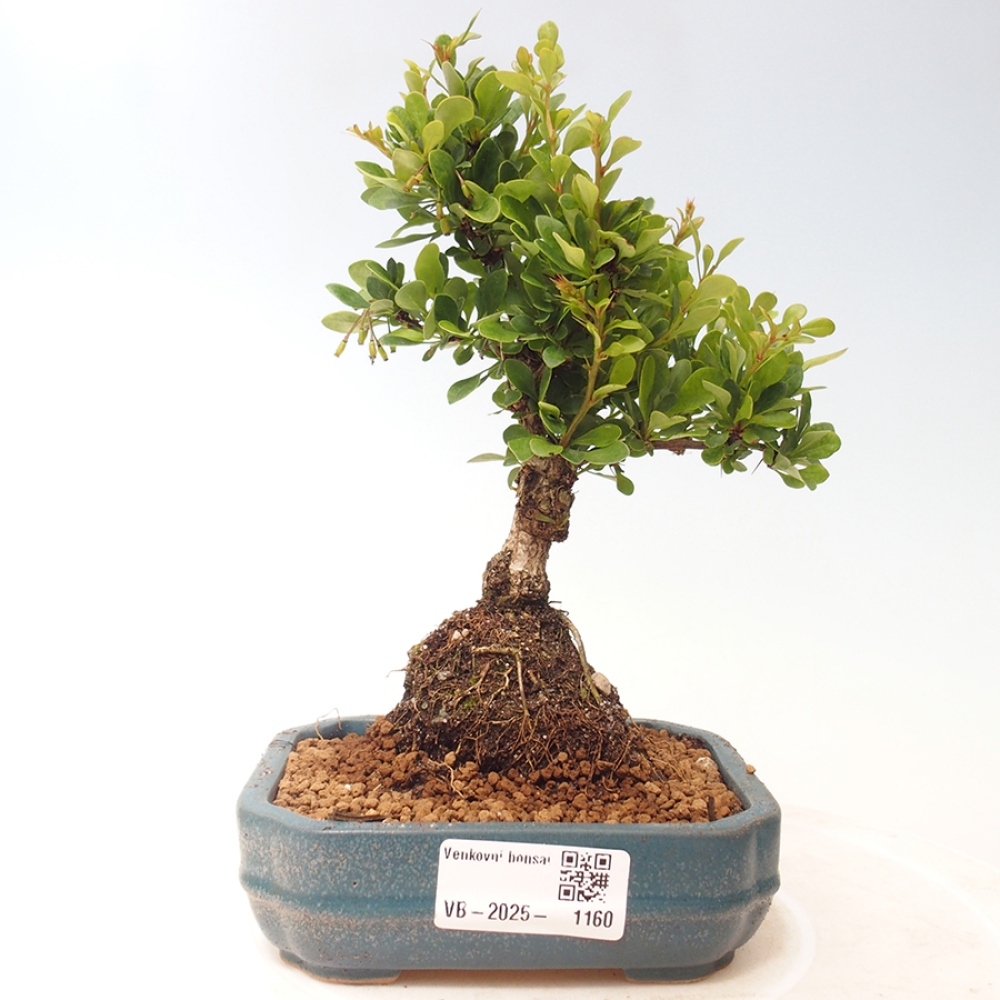 Outdoor bonsai - Berberis thunbergii - Barberry