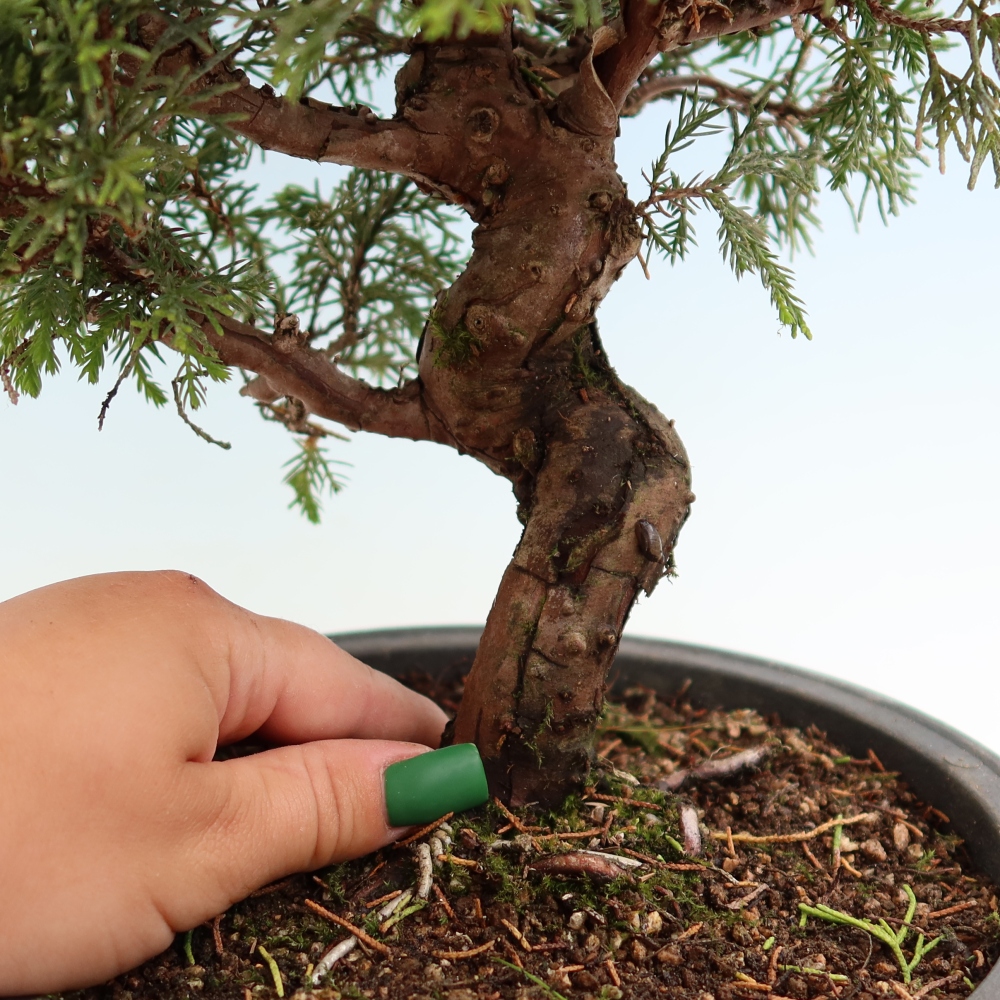 Outdoor Bonsai - Juniperus chinensis Itoigawa - Chinese Juniper