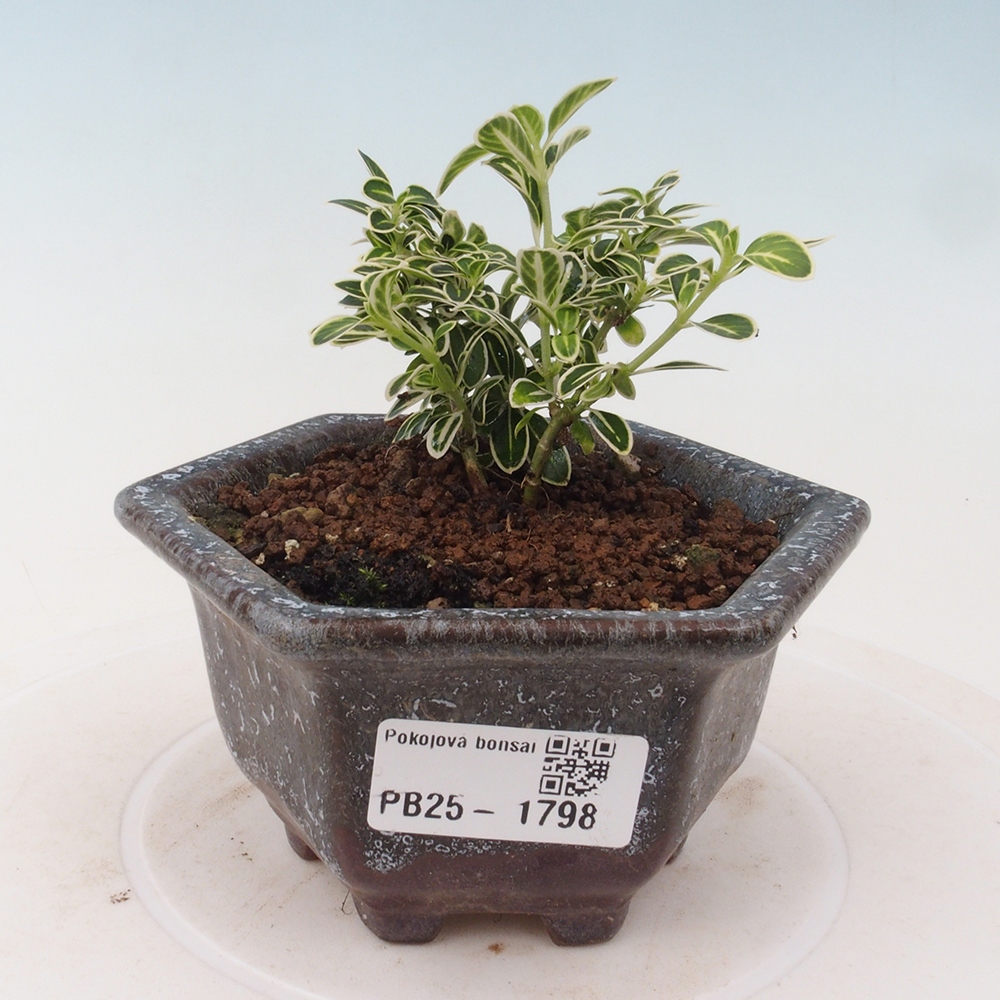 Indoor bonsai - Serissa foetida Variegata - Tree of a thousand stars