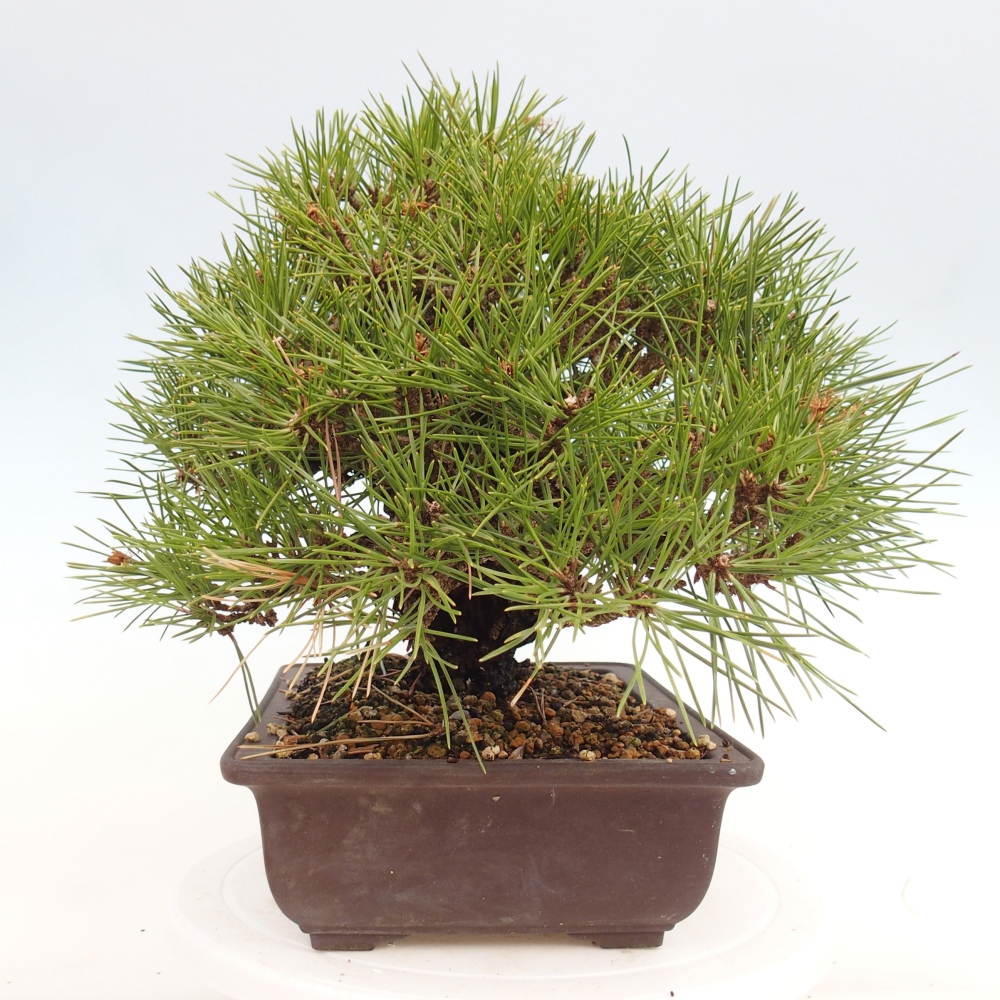 Outdoor bonsai - Pinus thunbergii - Thunberg pine