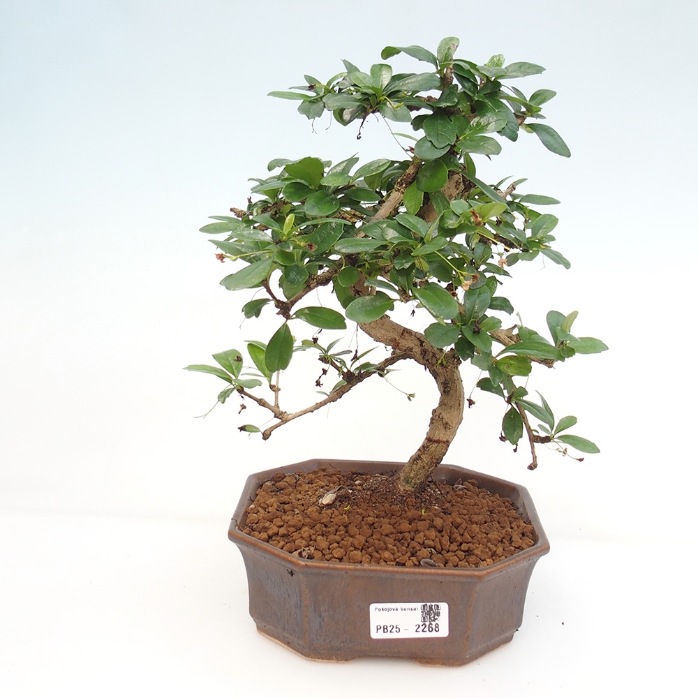 Room bonsai - Carmona macrophylla - Tea fuki