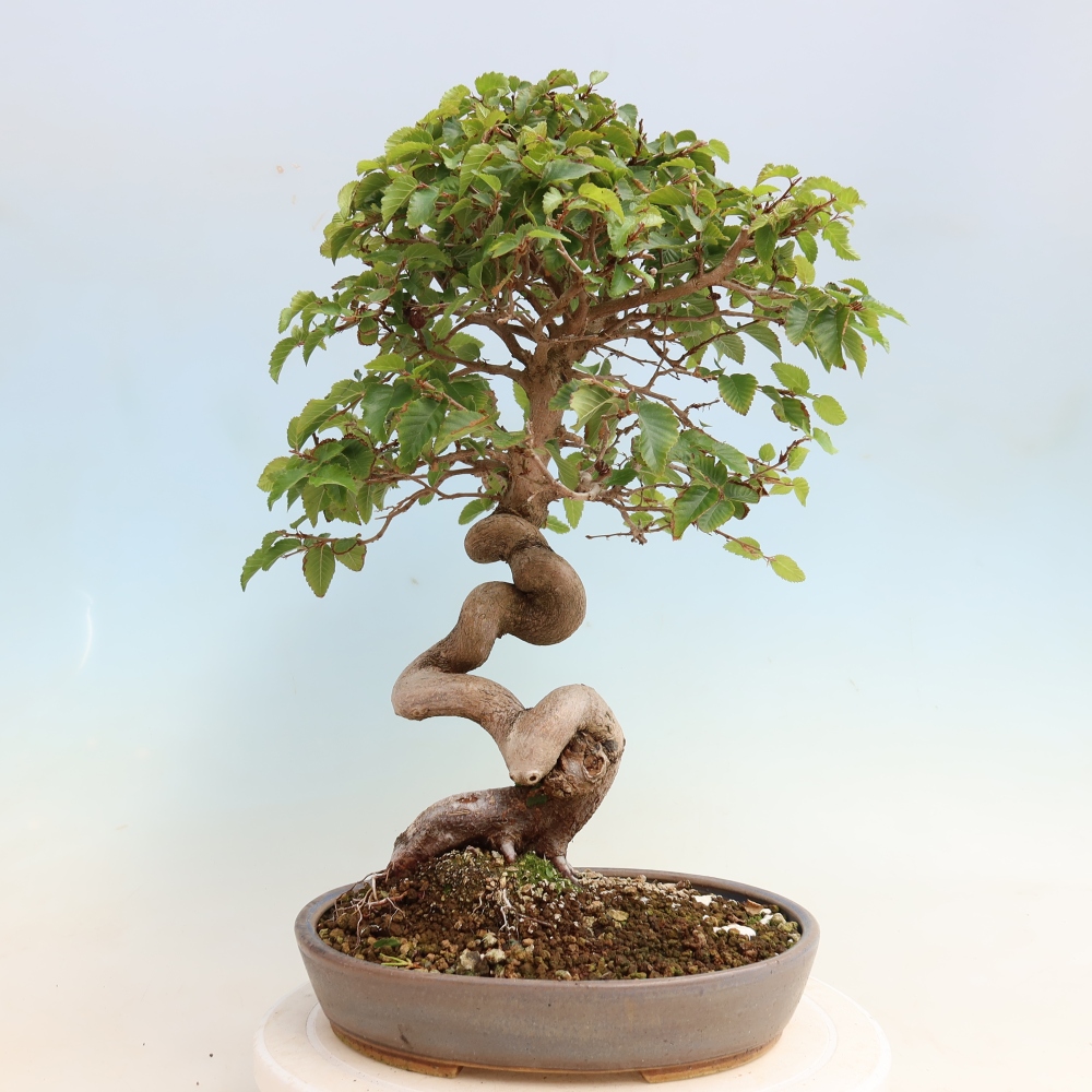 Outdoor bonsai -Carpinus CARPINOIDES - Korean Hornbeam