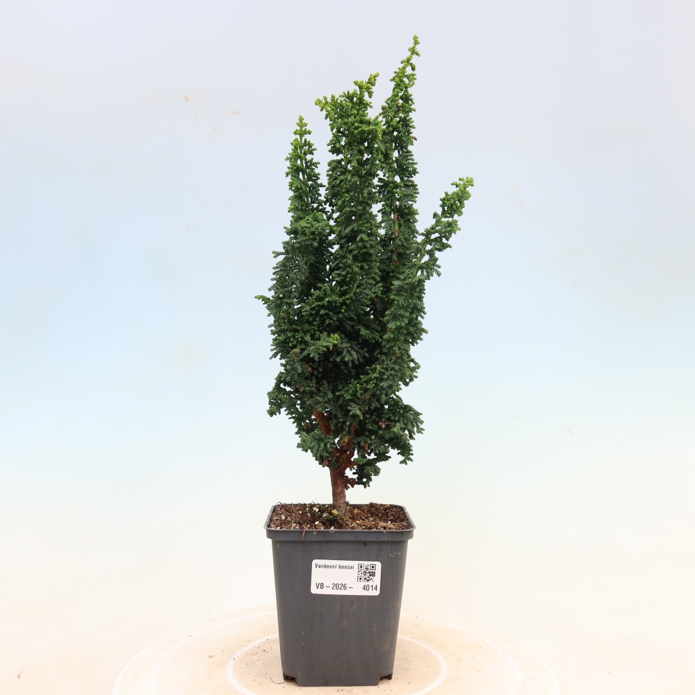 Outdoor bonsai - Cham. obtusa SEKKA HINOKI - Cypress