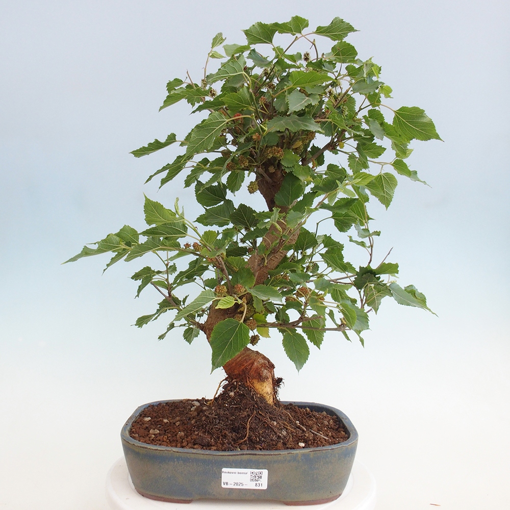 Outdoor bonsai - Morus alba - mulberry