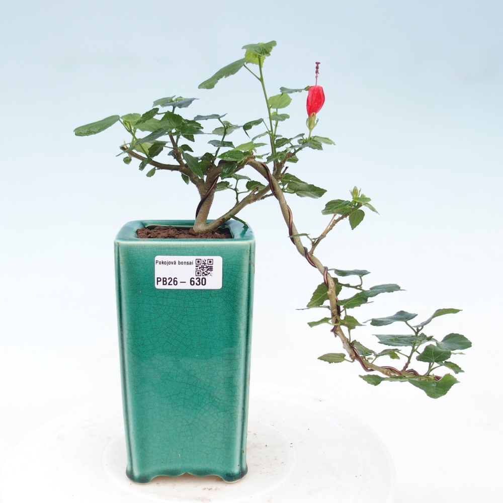 Indoor bonsai - Malvaviscus arboreus