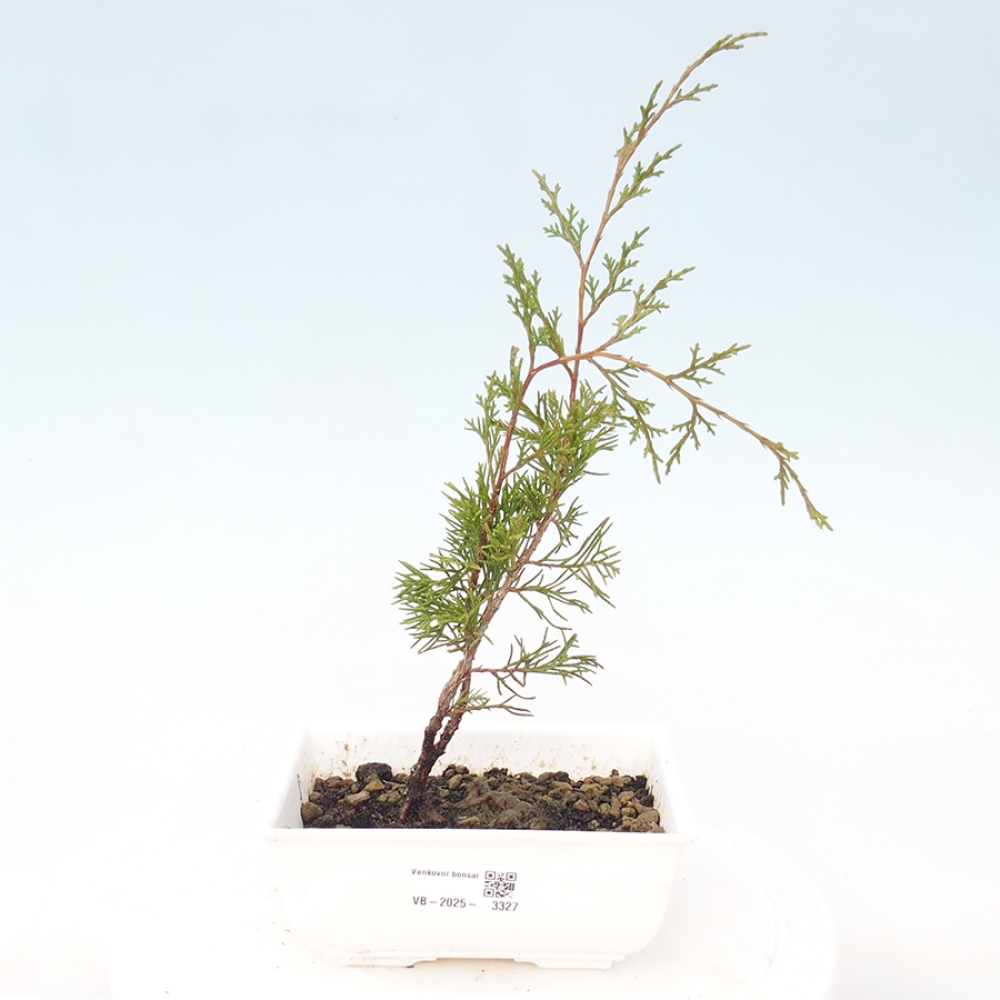 Outdoor bonsai - Juniperus chinensis Itoigawa - Chinese juniper