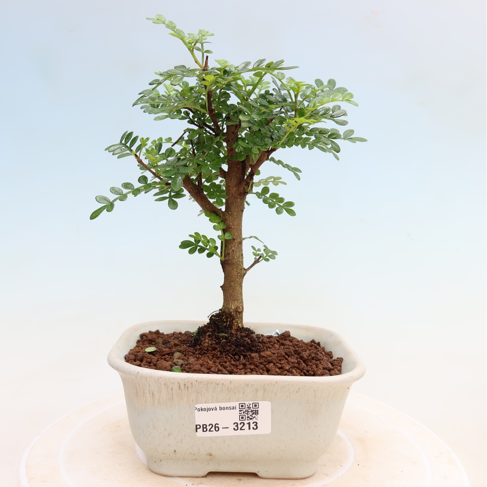 Room bonsai - Zantoxylum piperitum - pepper tree