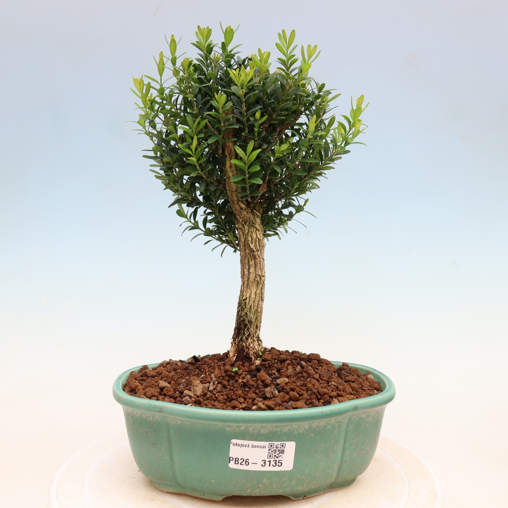 Room bonsai - Buxus harlandii - cork buxus