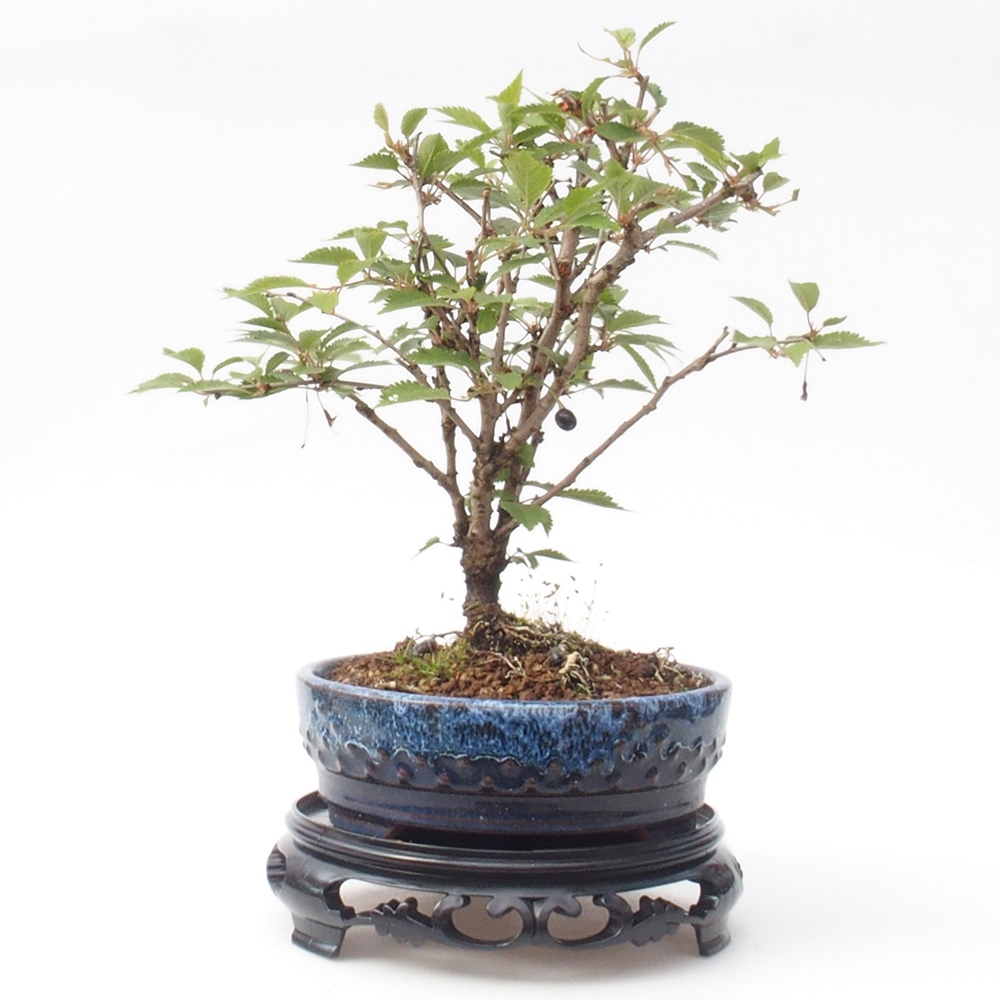 Bonsai table plastic round 17,5 x 17,5 x 4  cm, color black