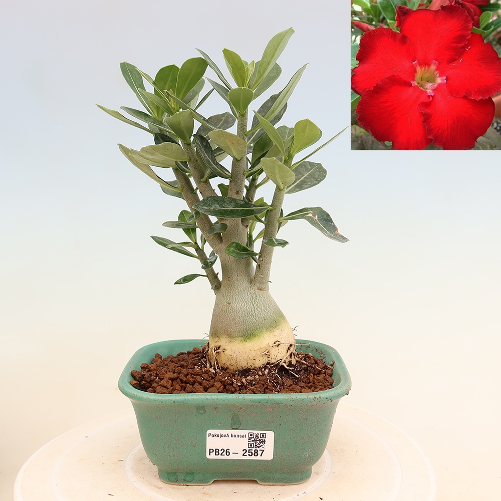 Indoor Bonsai - Adenium obesum Red Star - Desert Rose