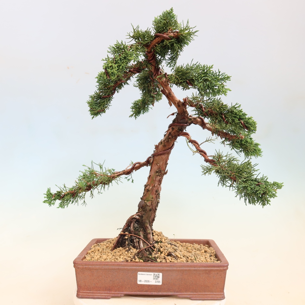 Outdoor bonsai - Juniperus chinensis Kishu