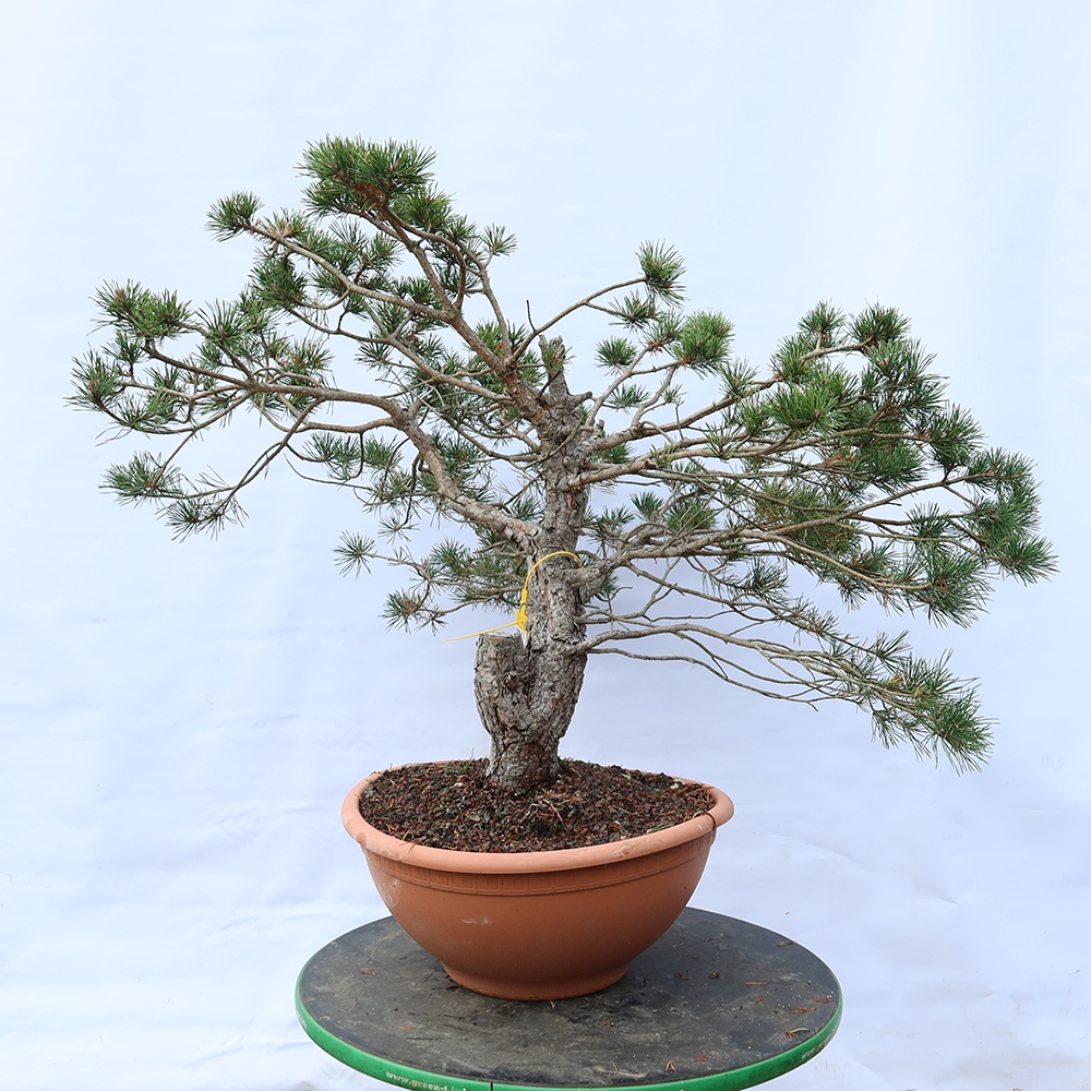Pinus sylvestris Spain - Scots pine
