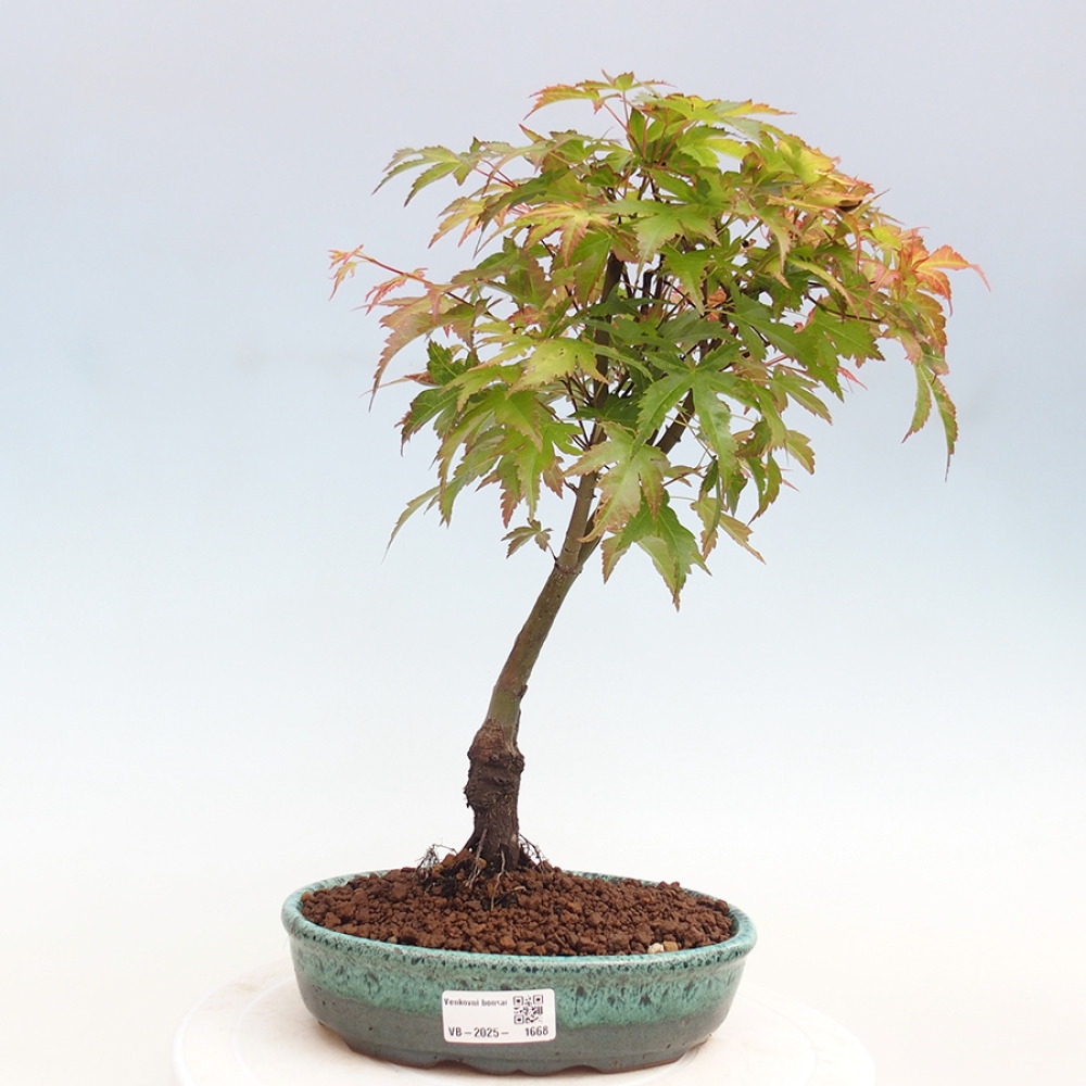Maple - Acer palmatum Beni Tsukasa