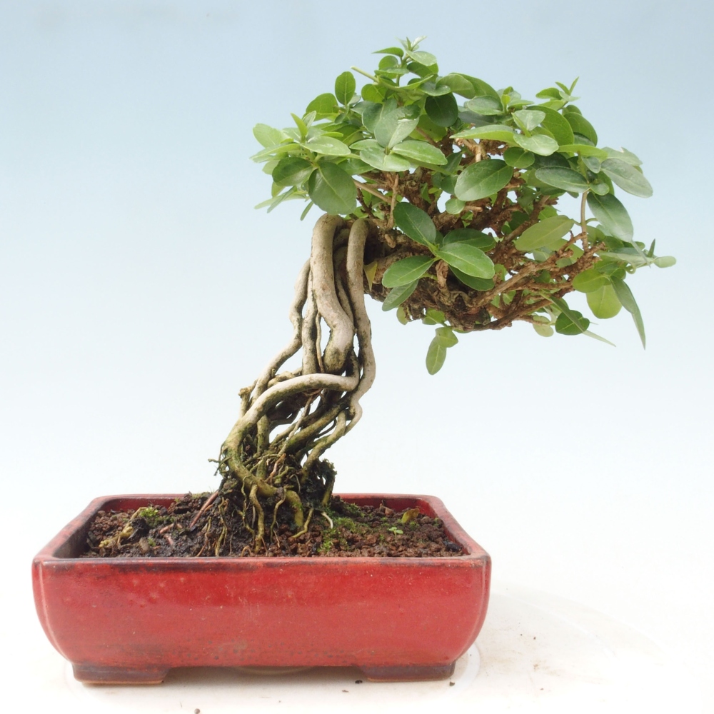 Indoor bonsai - Premna serratifolia - Kozlovon small-leaved