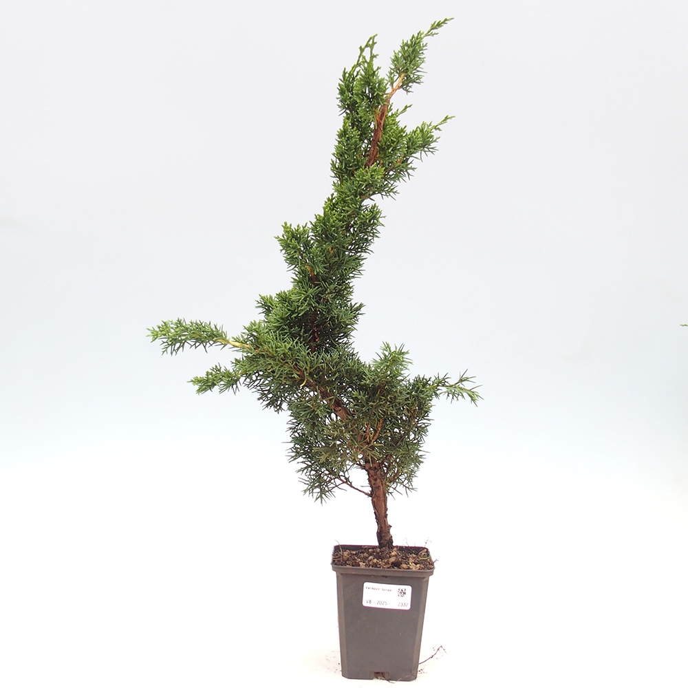 Outdoor bonsai - Juniperus chinensis Kishu - Chinese juniper