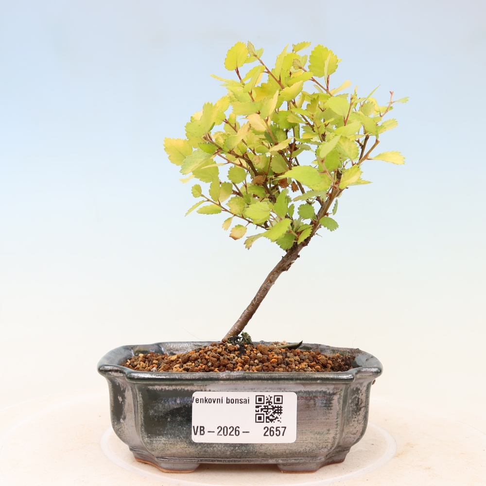 Outdoor Bonsai - Dwarf Birch - Betula NANA Golden Treasure