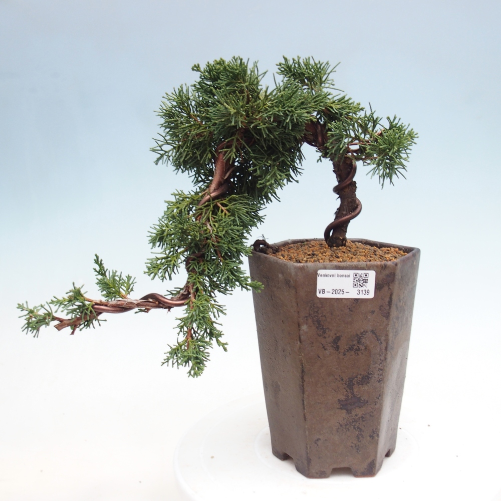 Outdoor bonsai - Juniperus chinensis Kishu - Chinese Juniper