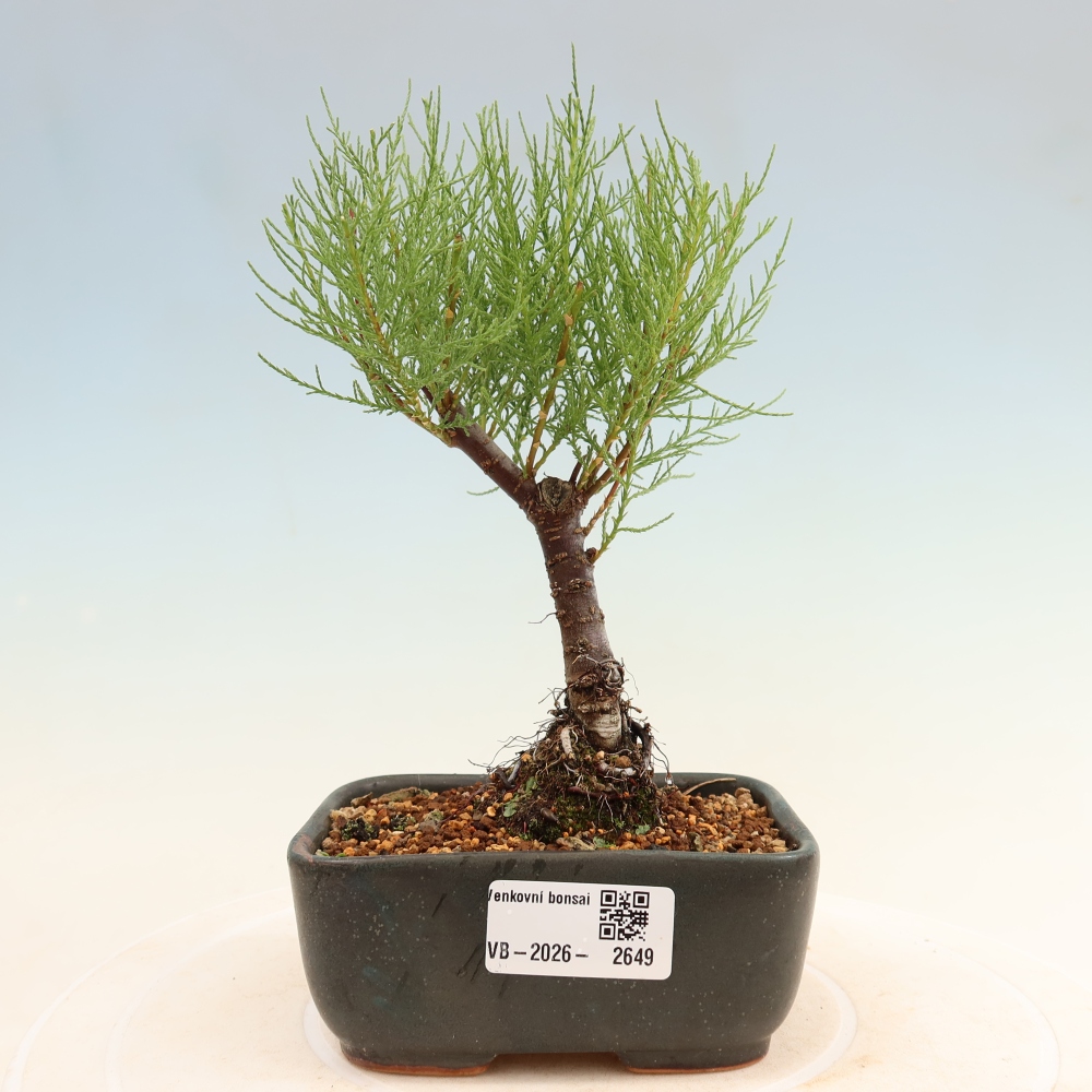 Outdoor Bonsai - Tamarisk - Tamarix