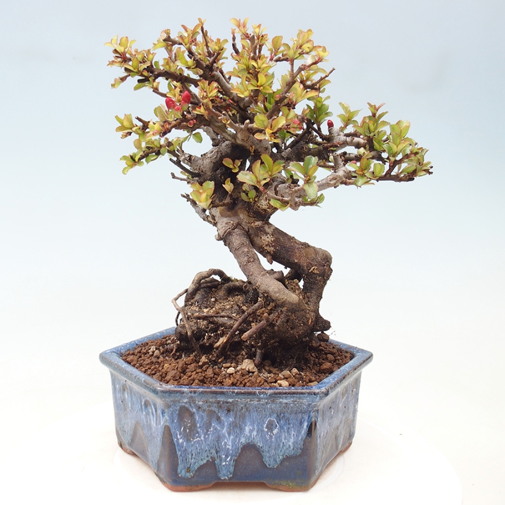 Outdoor bonsai - Chaneomeles speciosa - Quince