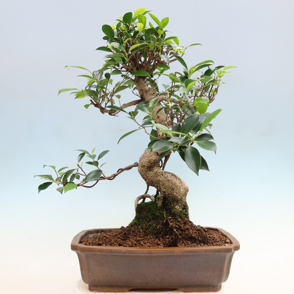Room bonsai - Ficus kimmen - small-leaved ficus