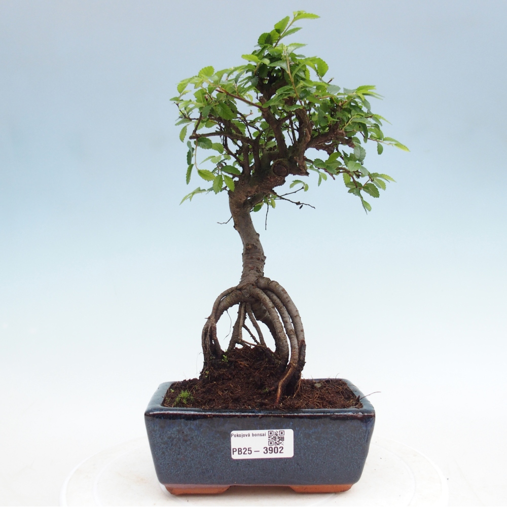 Room bonsai - Ulmus parvifolia - Small-leaved elm