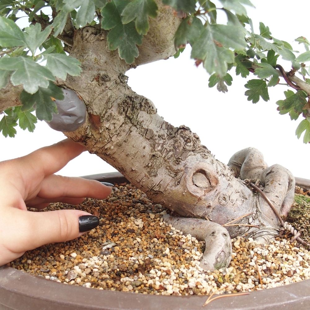 Outdoor bonsai - Pink hawthorn, full-flowered - Crataegus 