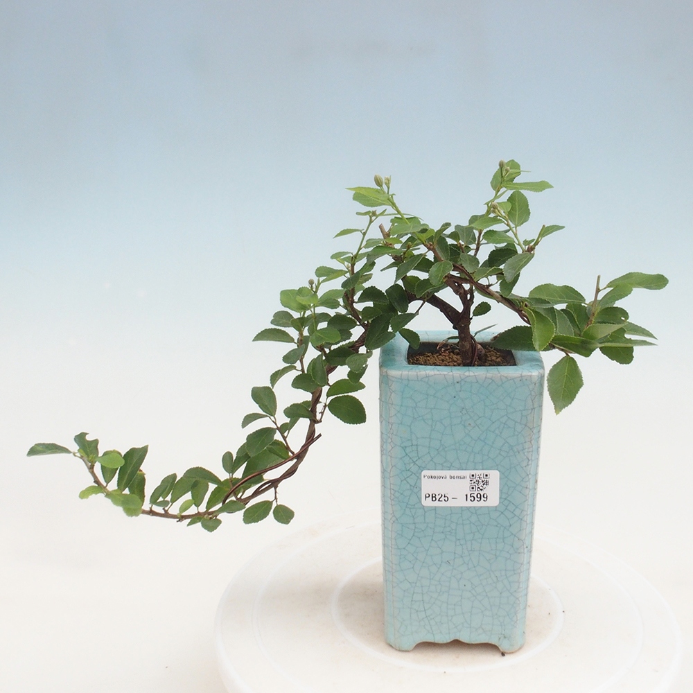 Indoor bonsai - Grewia occidentalis - Lavender star