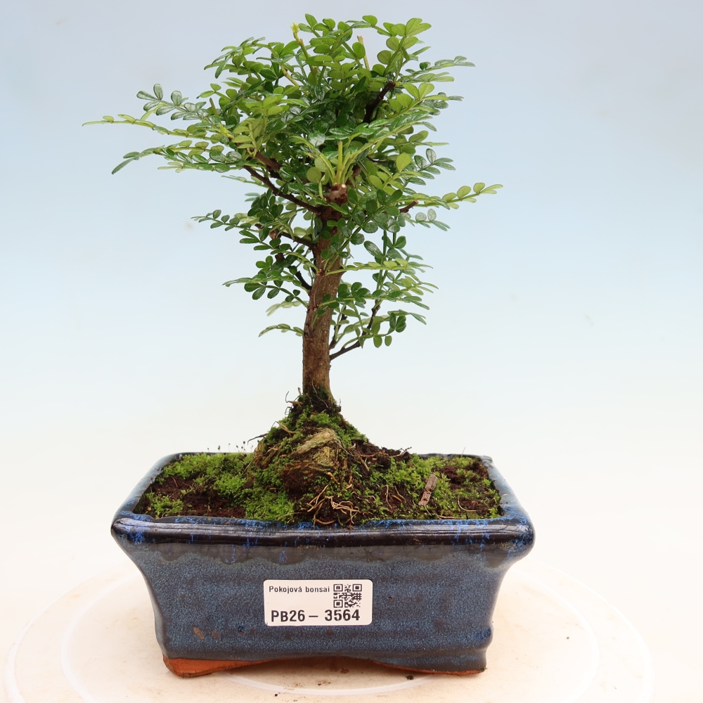 Room bonsai - Zantoxylum piperitum - pepper tree
