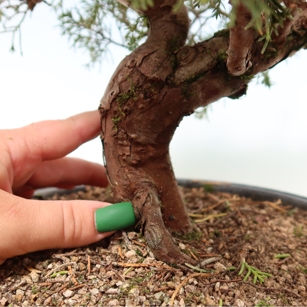 Outdoor Bonsai - Juniperus chinensis Itoigawa - Chinese Juniper