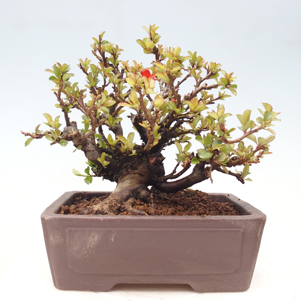 Outdoor bonsai - Chaneomeles speciosa - Quince