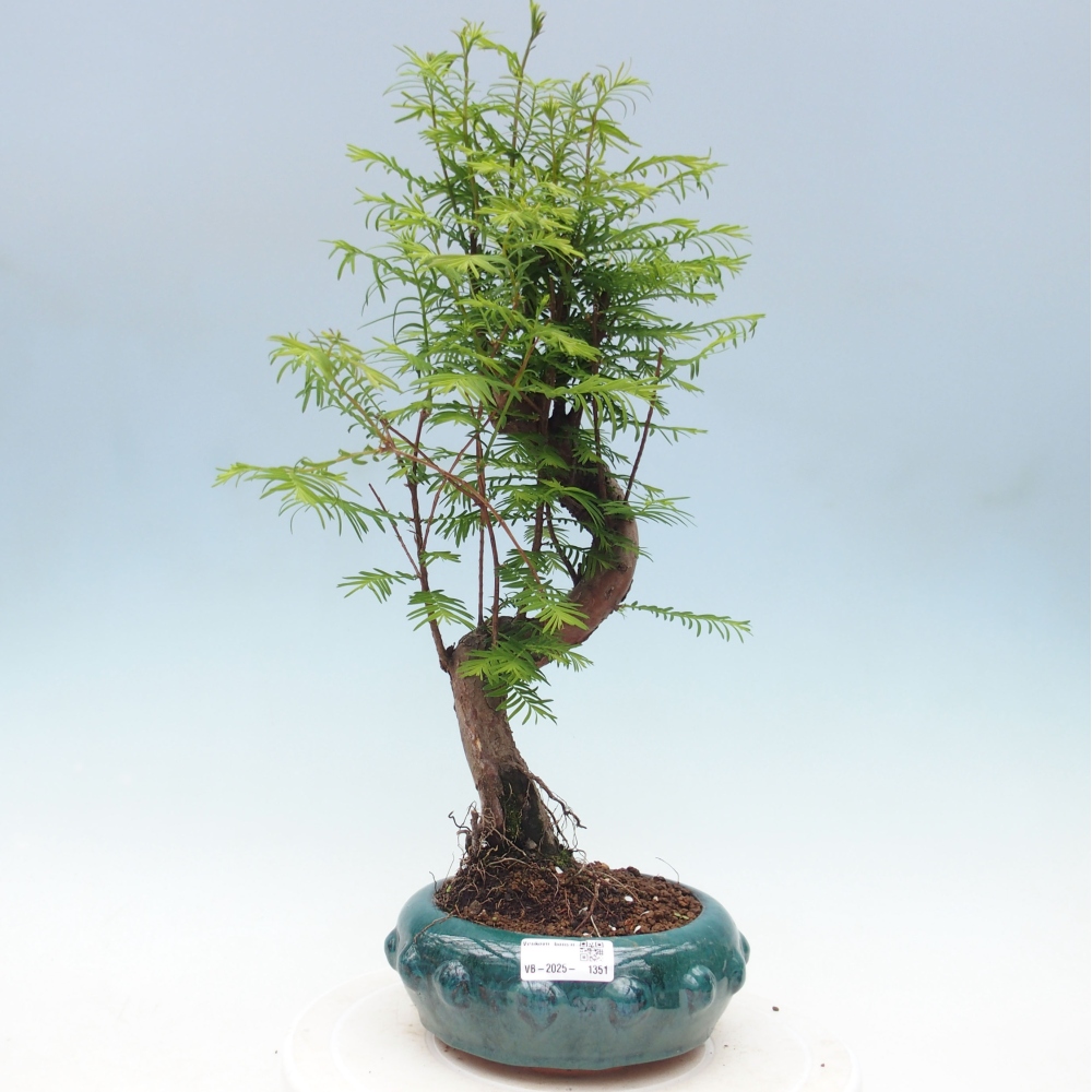 Outdoor bonsai - Metasequoia glyptostroboides - Chinese Metasequoia