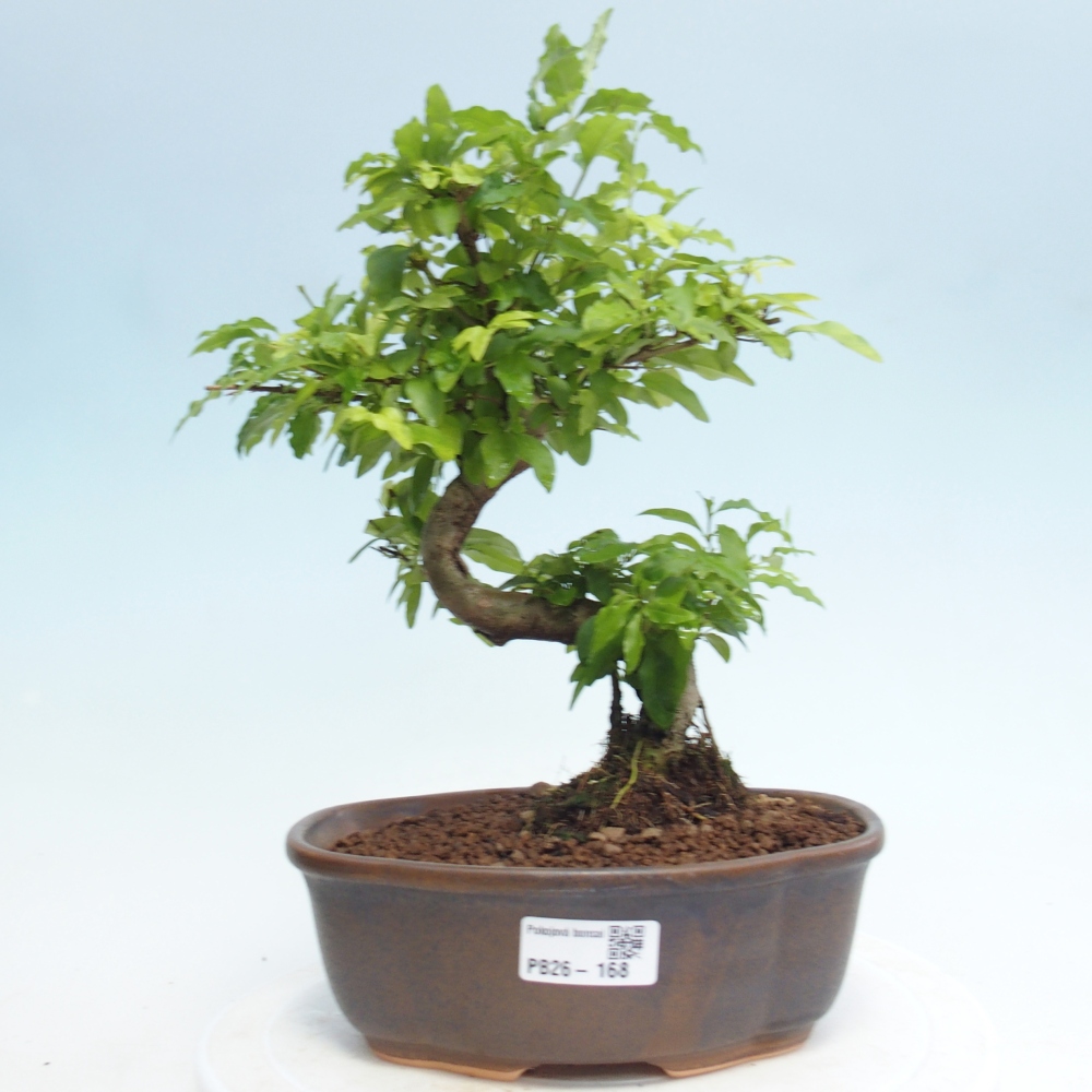Room bonsai -Ligustrum retusa - small-leaved bird's beak