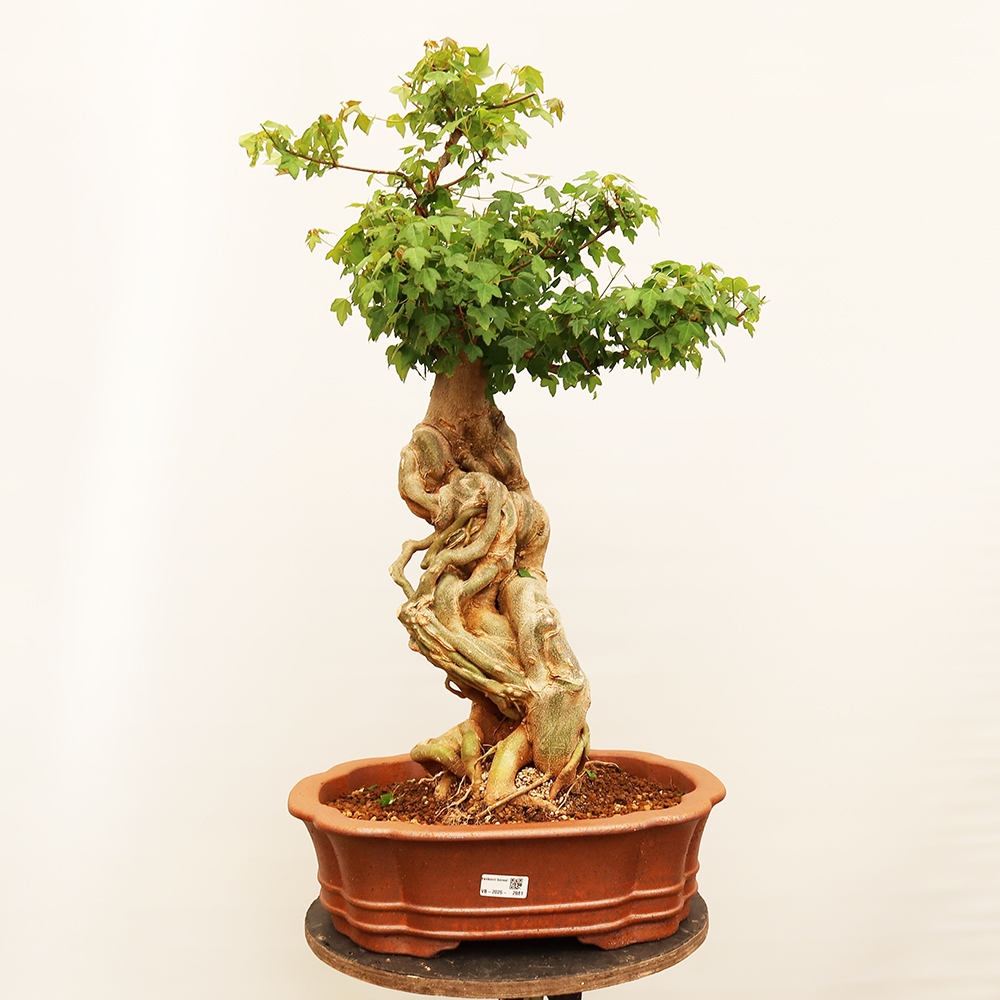 Outdoor bonsai - Maple Burger - Acer Burgerianum
