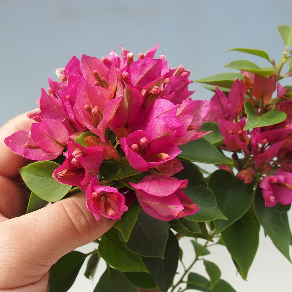Room bonsai - Bouganwilea