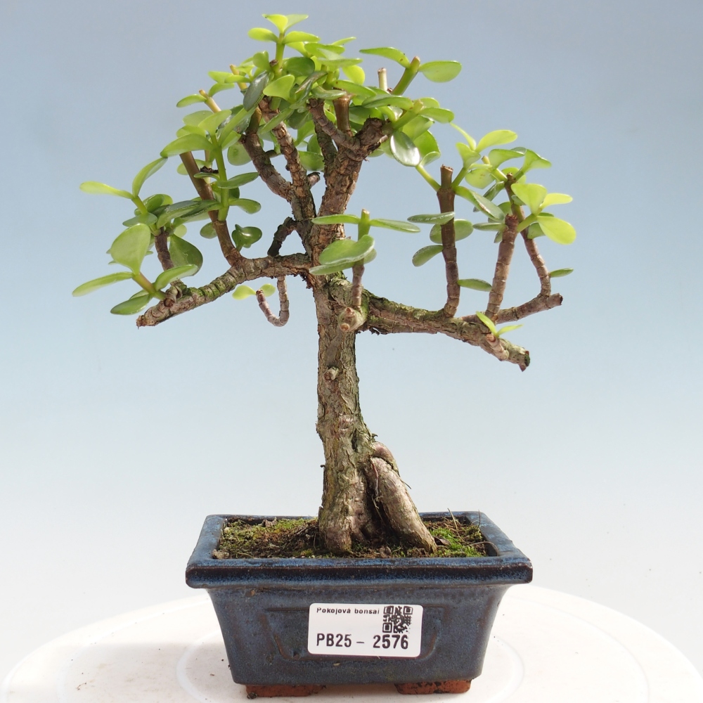 Indoor bonsai - Portulakaria Afra - Tlustice
